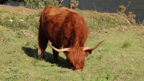 Vaca-Escocesa-De-Las-Tierras-Altas-En-El-Pasto