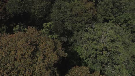 Drone-shot-of-a-tropical-jungle