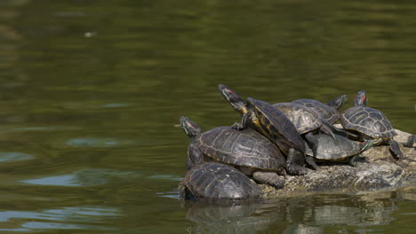 Zeitrafferschwenk-Von-Sumpfschildkröten,-Die-Sich-Auf-Einem-Felsen-In-Einem-Teich-Sonnen