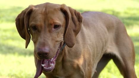 Hungarian-Pointer-retriever-"Vizsla"-turning-its-face-toward-the-camera-while-its-tongue-is-hanging-out-from-the-mouth,-180-fps-slow-motion