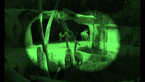 Slow-Motion---Viewing-Speke's-Gazelle-of-San-Diego-Zoo-through-green-binoculars
