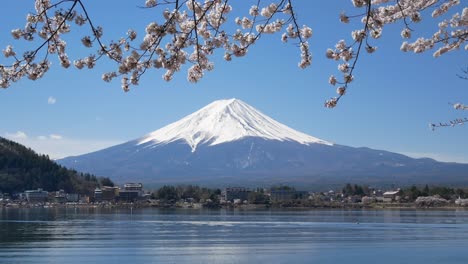 Natural-landscape-view-of-Fuji-Volcanic-Mountain-with-the-lake-Kawaguchi-in-foreground-with-sakura-cherry-bloosom-flower-tree-and-wind-blowing-4K-UHD-video-movie-footage-short