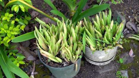 Above-view-outdoor-potted-aloe-vera-plants-in-garden,-pan-right