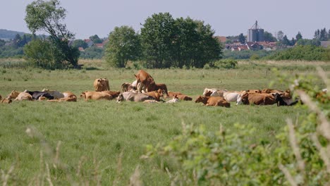 Herd-of-cattle,-calves-and-a-bull-in-a-meadow-on-a-hot-summerday,-filmed-in-4K-with-100fps