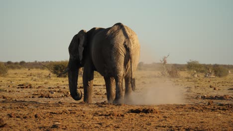 Lonely-elephant-throws-himself-with-dirt-to-cool-off