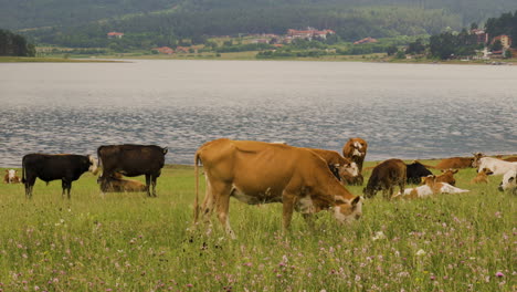 Different-color-cows-eating-fresh-green-grass-on-meadow-near-lake-in-Bulgaria