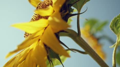 Blooming,-yellow-sunflower-swaying-in-wind-against-neutral-blue-sky,-close-up