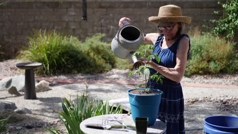 Una-Hermosa-Anciana-Jardinera-Usando-Una-Lata-De-Agua-En-Su-Tomate-Recién-Plantado-En-Un-Día-Soleado-En-El-Patio-En-Cámara-Lenta