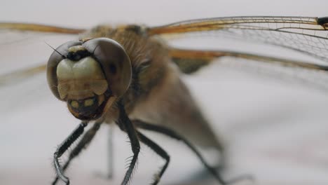 Macro-of-a-two-spotted-dragonfly-sits-on-a-table