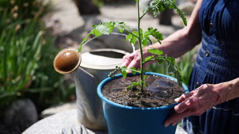 Close-up-on-the-hands-of-an-old-woman-gardener-potting-an-organic-tomato-plant-in-a-sunny-backyard-vegetable-garden