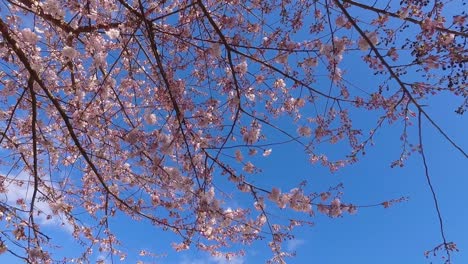 Cherry-Blossom-blooming-in-the-spring
