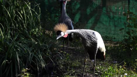 A-pair-of-grey-crowned-cranes-in-an-enclosure,-rustling-feathers