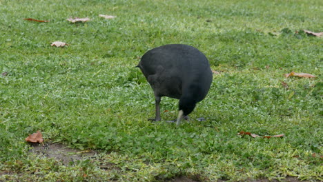 Australian-Coot-looking-for-food-on-the-grassy-shore-of-a-river