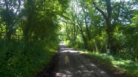 slow-motion-of-a-unique-and-new-bread-goldendoodle-walking-on-a-leash-or-lead-in-the-summer-down-a-english-country-road-in-the-summer