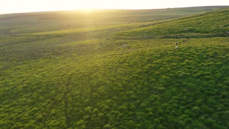 Aerial-footage-over-a-field-of-sheep-at-sunset