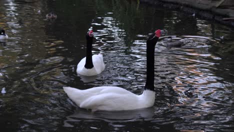 A-couple-of-black-necked-swans-swimming-and-calling-in-a-pond-together-with-ducks