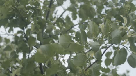 Close-up-of-tree-branches-moving-in-slow-motion