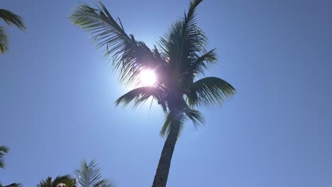 Palme-Vor-Der-Sonne-Im-Hintergrund-Des-Blauen-Himmels