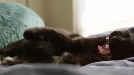 Schöne-Junge-Schwarze-Katze,-Die-In-Zeitlupe-4k-Gähnt-Und-Streckt
