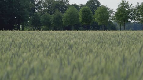 Close-up-shot-of-green-field-of-barley