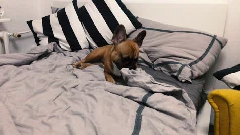 Small-french-bulldog-have-a-nice-time-and-bites-a-quilt-in-the-bedroom-in-slow-motion