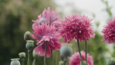 medium-close-shot-of-a-few-opium-poppies-on-a-field-in-the-rain