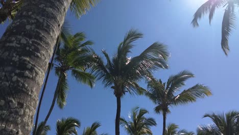 Group-of-Palm-trees-in-a-sunshine-day