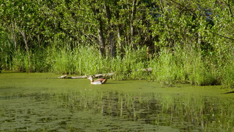 Wild-Goose-swimming-on-pond,-eating-and-going-back-to-the-shore-and-its-nest-–-filmed-in-4K