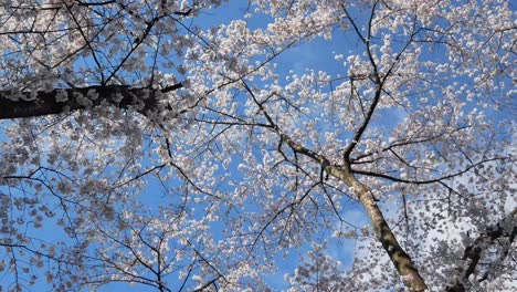 View-up-to-the-sky-while-Walking-among-the-giant-cherry-blossom-trees-in-full-bloom-on-sunny-day-of-spring-season-in-Japan