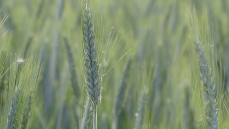 Close-up-shot-of-a-barley-ear-in-a-green-field
