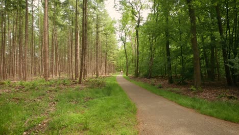 Cycle-path-in-the-forest-and-cyclists-riding-along-the-path