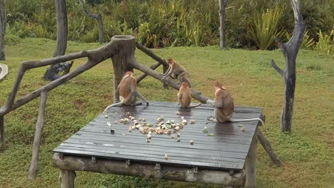 A-family-of-Proboscis-monkeys-sitting-on-a-wooden-platform-eating