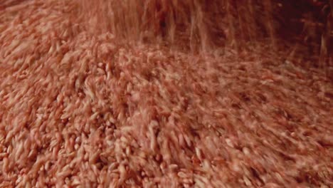 Red-treated-seeds-pouring-into-the-tank-of-a-tractor
