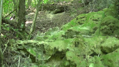 Stones-with-grass-in-deep-forest