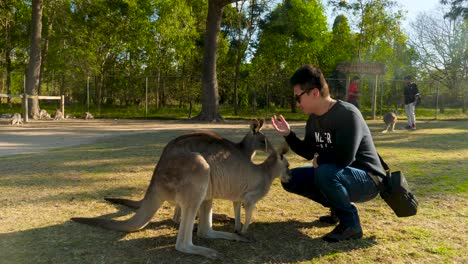 Junges-Mädchen-Füttert-Känguru,-Australien