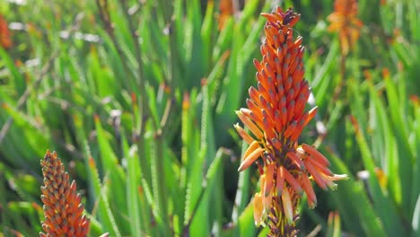 Orangefarbene-Aloe-Vera-Blume,-Die-Sich-In-Der-Meeresbrise-Bewegt,-Wunderschöne,-Lebendige-Farben