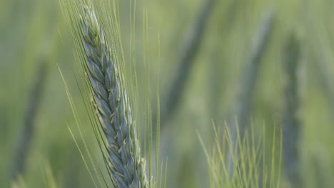 Extreme-Close-up-shot-of-a-barley-spike
