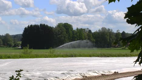 Sprinklerspülwasser-Auf-Dem-Feld-Und-Junge-Gräser-Bei-Klassischer-Landwirtschaftsansicht