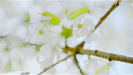 Closeup-of-a-bee-on-an-apple-tree-branch-with-blossoms-and-beautiful-white-petals-â€“-filmed-in-4k-slowmotion