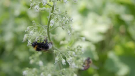 Close-up-of-bumblebee-collects-pollen-from-Heuchera-flowers-in-garden