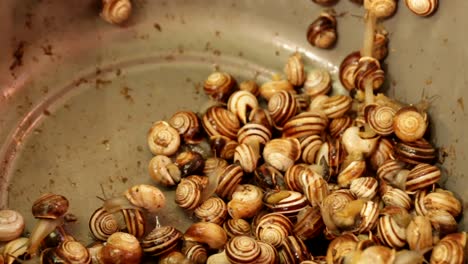 Escargot-land-snails-alive-in-a-bowl-at-the-local-market-in-a-Valencian-Spanish-food-stall