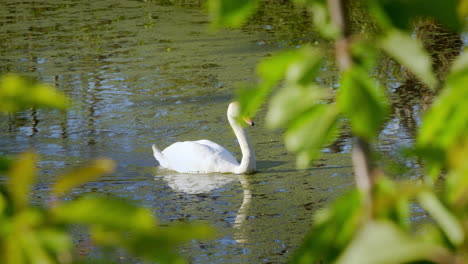 Elegante-Cisne-Blanco-Nadando-Sublime-En-El-Agua-De-Un-Estanque-En-Un-Día-De-Verano,-Filmado-En-4k