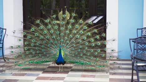 Peacock-standing-outside-a-cafe