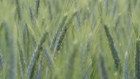 Close-up-shot-of-green-field-of-barley