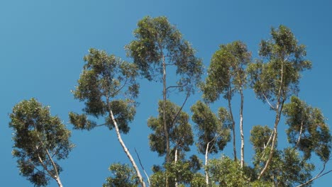 Tall-Eucalyptus-tree's-branches-swaying-in-wind-silhouetted-against-clear-blue-sky