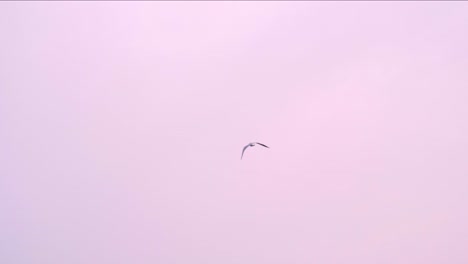 Pájaro-Vuela-Sobre-La-Playa-Con-Cielo-Crepuscular