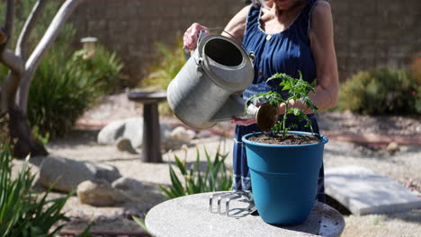 An-old-woman-gardener-planting-and-watering-an-organic-tomato-plant-in-a-sunny-backyard-vegetable-garden
