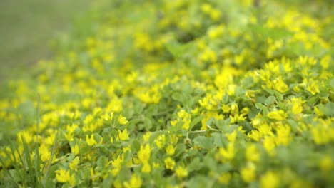 Lysimachia-punctata-flower-closeup-yellow-flowers