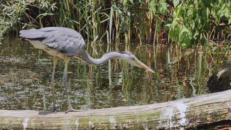 a-gray-heron-chasing-fish-on-a-river-bank