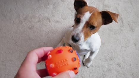 Cute-Jack-Russell-dog-sitting-on-hind-legs,-in-anticipation-of-owner-giving-ball